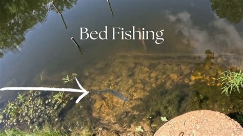 Bed Fishing For Big Bass Youtube