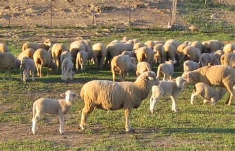 El Gobierno De Clm Dotar Con Millones A Ganaderos De Ovino Y