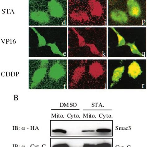 Smac3 Localizes To Mitochondria And Translocates Into The Cytosol