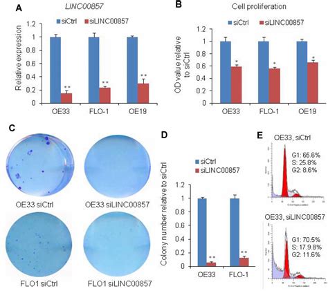 LINC00857 Knockdown Inhibits Cell Proliferation And Induces Apoptosis