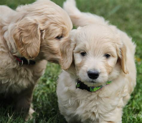 Yesteryear Acres Doodle Days Monday Goldendoodle Puppy Pictures