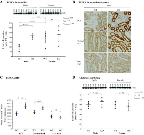 Role Of The Renal Androgen Receptor In Sex Differences In Ammonia