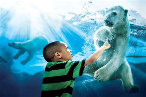 5 Ways to Virtually Explore the Detroit Zoo - LittleGuide Detroit