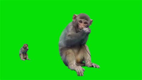 Monkey Green Screen Video Monkey Green Screen No Copyright Monkey