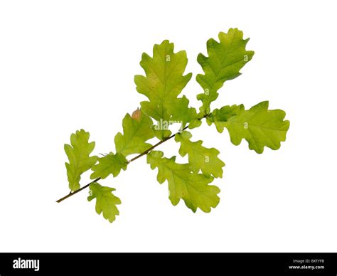 English oak leaves Stock Photo - Alamy