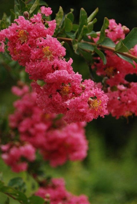Индийская сирень! Лагерстрёмия! | Plants, Landscape, Garden