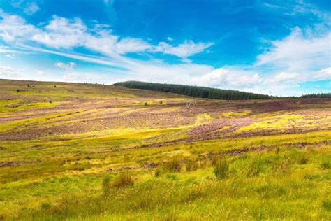 Fields of Heather in Scotland Stock Image - Image of travel, color ...