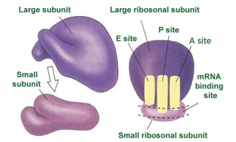 Ribosomes Definition JavaTpoint