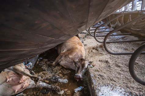 The Dimmitt Texas Dairy Farm Fire That Killed 18 000 Cows Explained