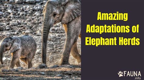 The Amazing Adaptations of Elephant Herds - Fauna