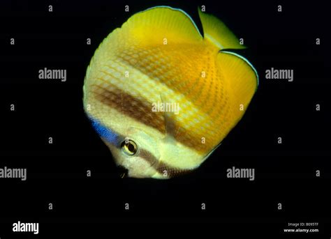 Butterflyfish Hi Res Stock Photography And Images Alamy