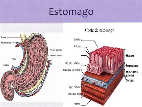 Os Alimentos Em Sua Maior Parte Entram No Tubo Gastrointestinal