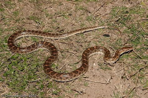 Glossy Snake Snakes Of Bexar County Inaturalist