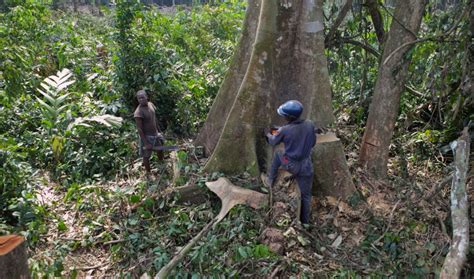 Congo activist works to halt deforestation | The World from PRX