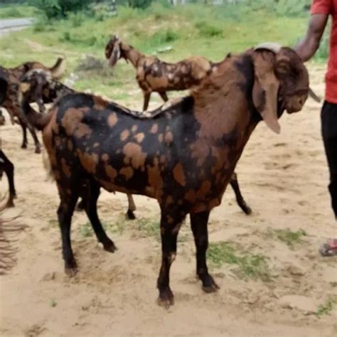 3 Months 2 Year Brown Sirohi Goat In Nagpur Milk Weight 15 45 Kg At