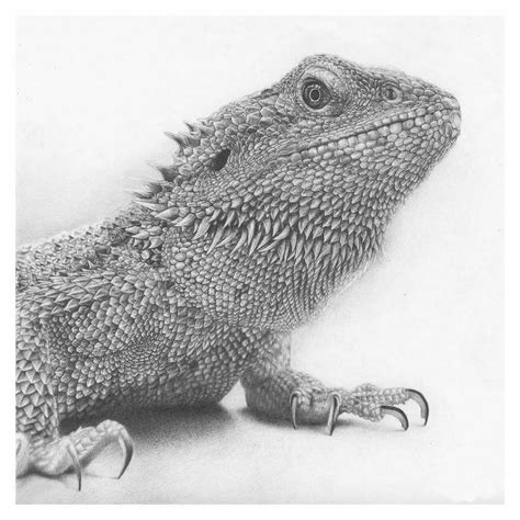 D Iguana Realistic Pencil Creature Illustration Illustration Agent