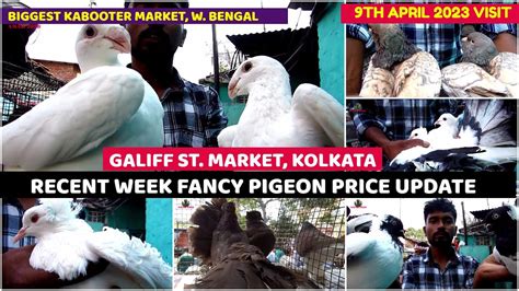 Recent Fancy Pigeon Price Update Galiff Street Cheapest Fancy Kabooter