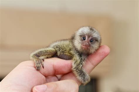 Worlds Smallest Animals