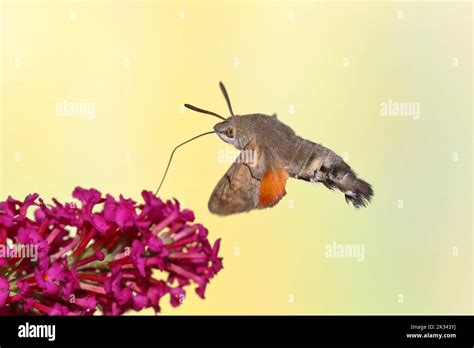 Hummingbird Hawk Moth Macroglossum Stellatarum Flying Sucking Nectar On Flower Of Butterfly