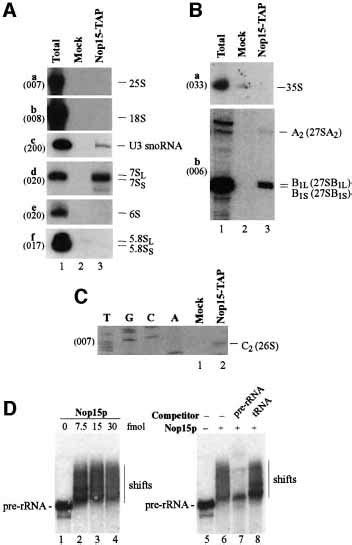 Yeast Nop15p Is An Rna‐binding Protein Required For Pre‐rrna Processing