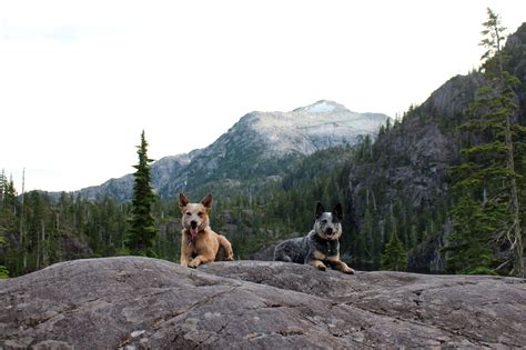 Dog-Friendly Hikes: British Columbia - Kurgo Dog Products