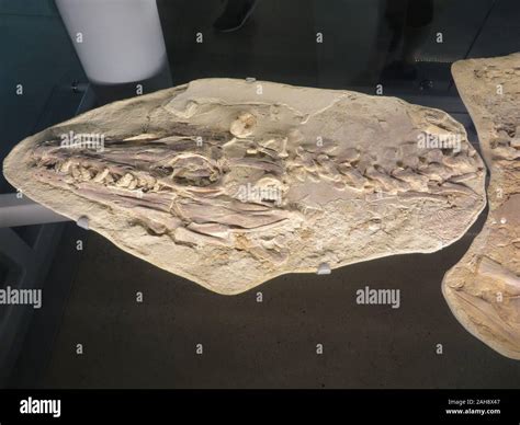 Fossil Of The Dinosaur Platecarpus Tympaniticus Stock Photo Alamy