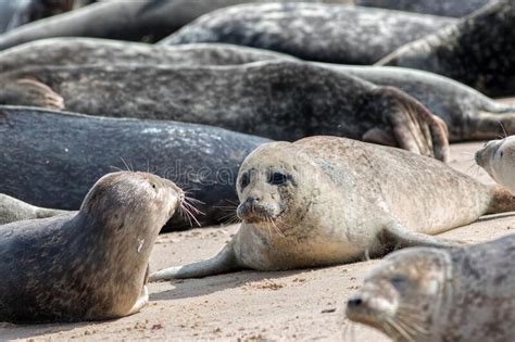 Grey Seal Colony Horsey Uk Wild Marine Animals Portrait Stock Image