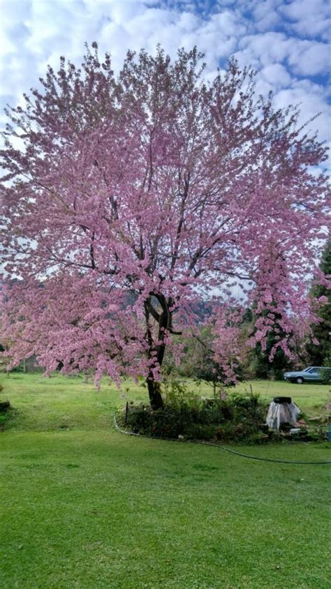 Aprender Sobre Imagem Folha Da Cerejeira Do Jap O Br Thptnganamst