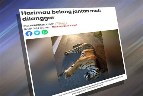 Anih Berhad Ambil Langkah Segera Insiden Harimau Mati Dilanggar Sinar