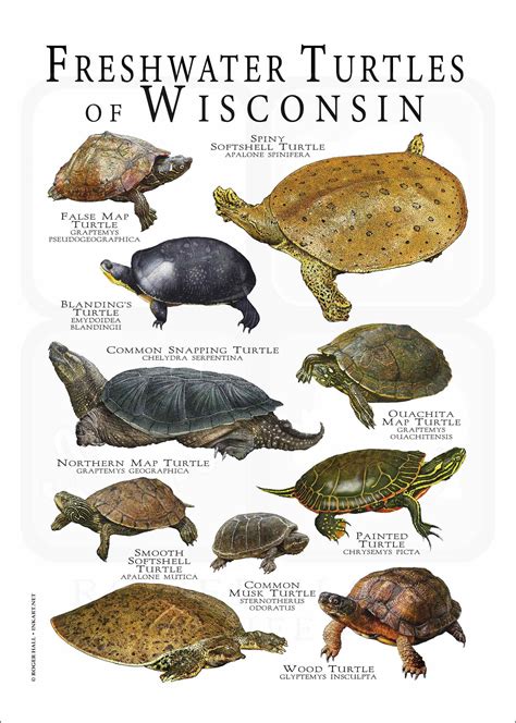 Freshwater Turtles of Wisconsin Poster Print/field Guide - SIGNED BY