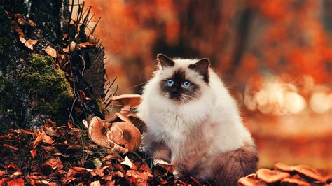 Cats Autumn Wallpapers Wallpaper Cave