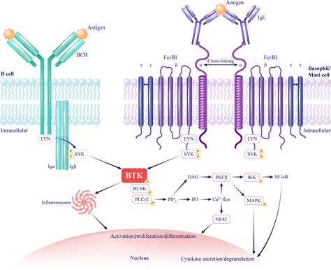 BTK signaling—a crucial link in the pathophysiology of chronic