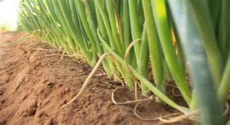 El cebollín importante cultivo en el Valle de Mexicali