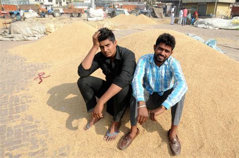 Payment Tardy For Farmers As Paddy Yet To Be Lifted The Tribune India