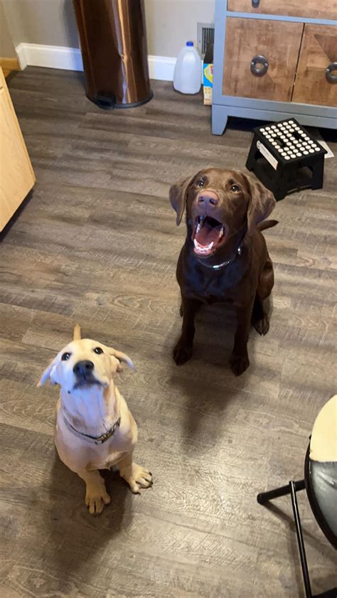 Adopted a 4 month old yellow lab out of a bad situation, meet Krieger boy! Archer is very
