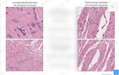 smooth muscle histology Diagram | Quizlet