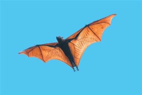 Mutated Gene That Causes Webbed Limbs In Humans May Have Given Bats