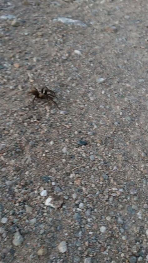 Arizona Desert Tarantula Strolling Around | Bee, Deserts