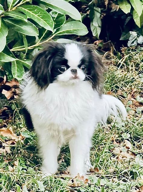 Japanese Chin Puppies Pekingese Cute Puppies Doggies Rocky Breeds