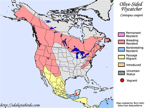 Olive Sided Flycatcher Species Range Map