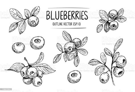 Sketch of blueberry. Hand drawn outline converted to vector Sketch of blueberry. Hand drawn ...