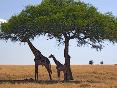 Savanna Biome - Animal Facts and Information