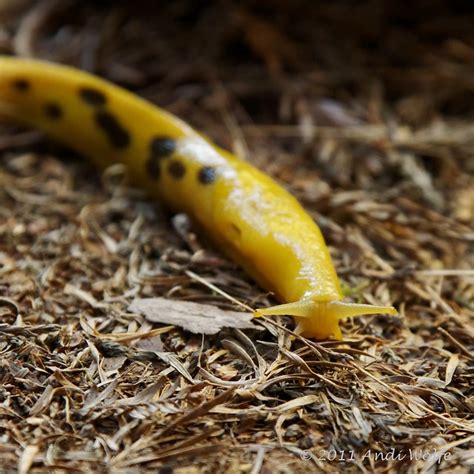 Banana Slug The Coastal Redwood Forest Has A Special Relat Flickr