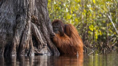 Orang Pendek Evidence