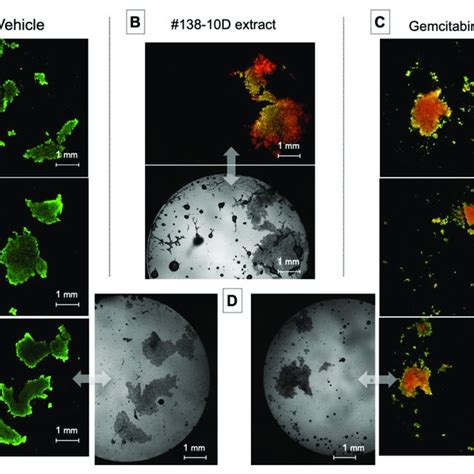 Apoptosis Induced By Ethanolic Extracts On Aspc Pancreatic Cancer