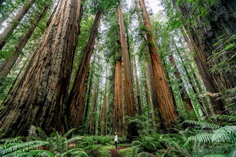 20 BEST California National Parks Ranked (Helpful Guide)