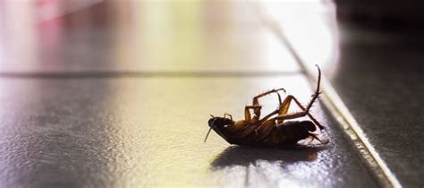 Roach Exterminator Houston, TX - Stampede Pest Control