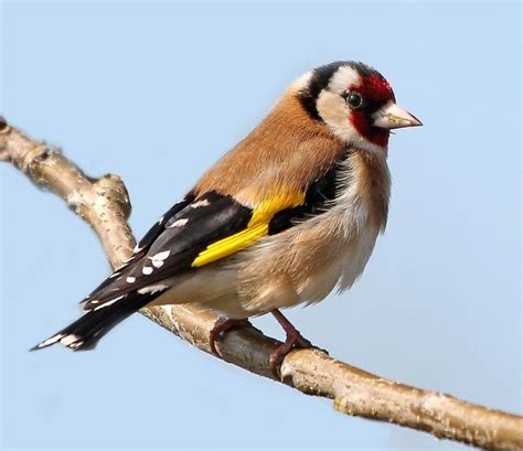 Putter Of Distelvink Fotograaf Harold Rijnbergen Vogels Distelvink