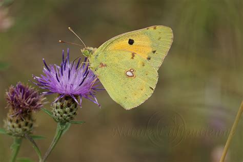 Photo Nature Lilliputienne Macrophotographies Colias Sp