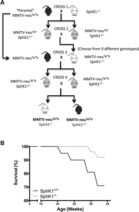 Genetic Deletion Of Sphk1 Reduced Her2neu Induced Breast Download